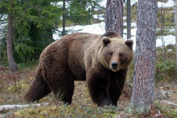 يک قلاده خرس زخمي در شهرستان هوراند تلف شد