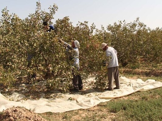 2500 هکتار باغ پسته در آذربايجان‌شرقي 