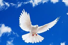 پرنده صلح