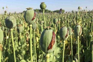 افزايش 246 درصدي کشت غيرقانوني خشخاش