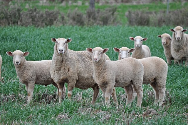استراليا گوسفند رايگان مي‌دهد
