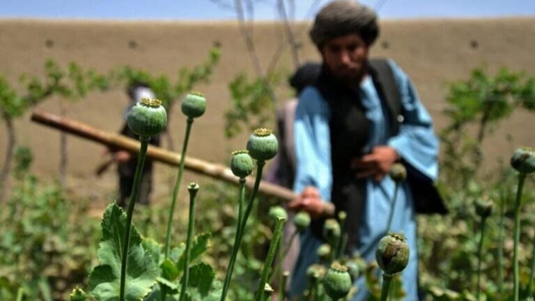 افغانستان در آستانه تبديل شدن به قطب مواد مخدر صنعتي