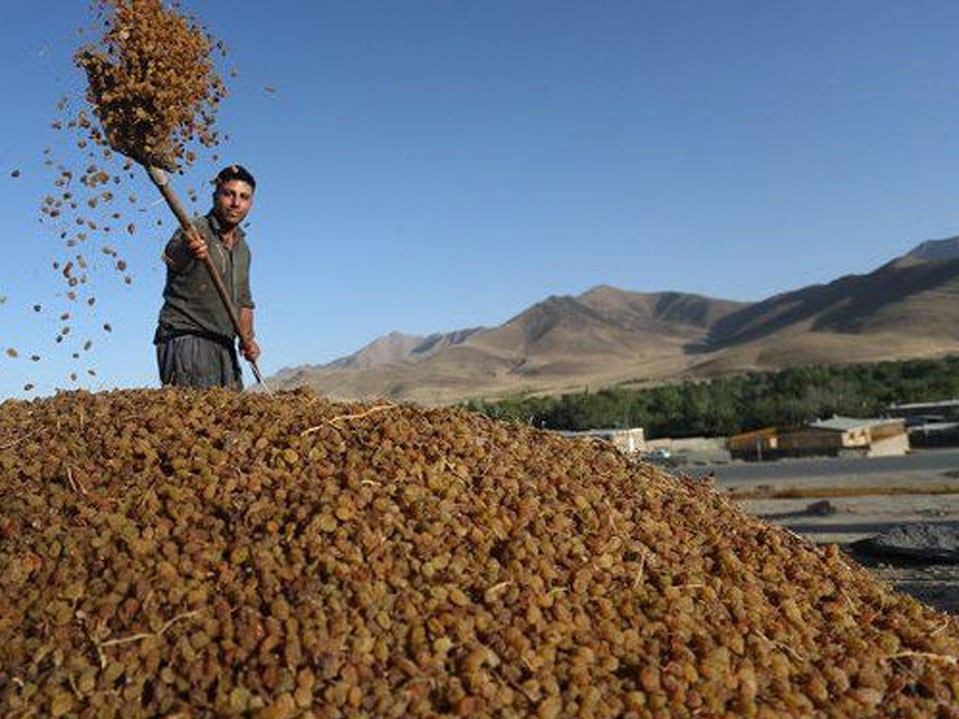 شهرستان بناب با صادرات 70 هزار تن کشمش رتبه اول کشور را دارد